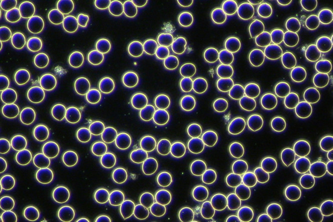 celulas bajo el microscopio
