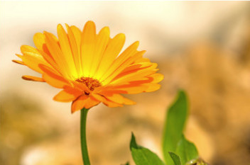 Flor naranja en un fondo difuminado, para el relax