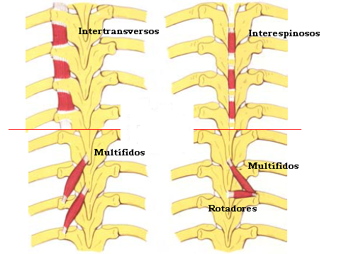 músculos interespinales