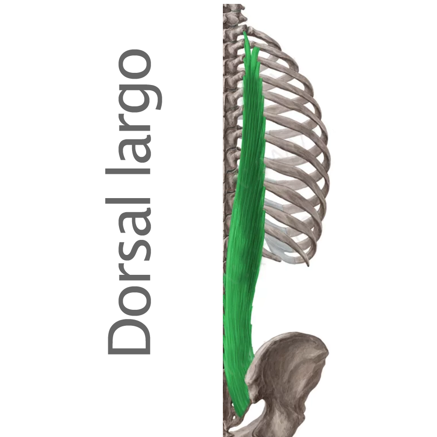 Músculo dorsal ancho