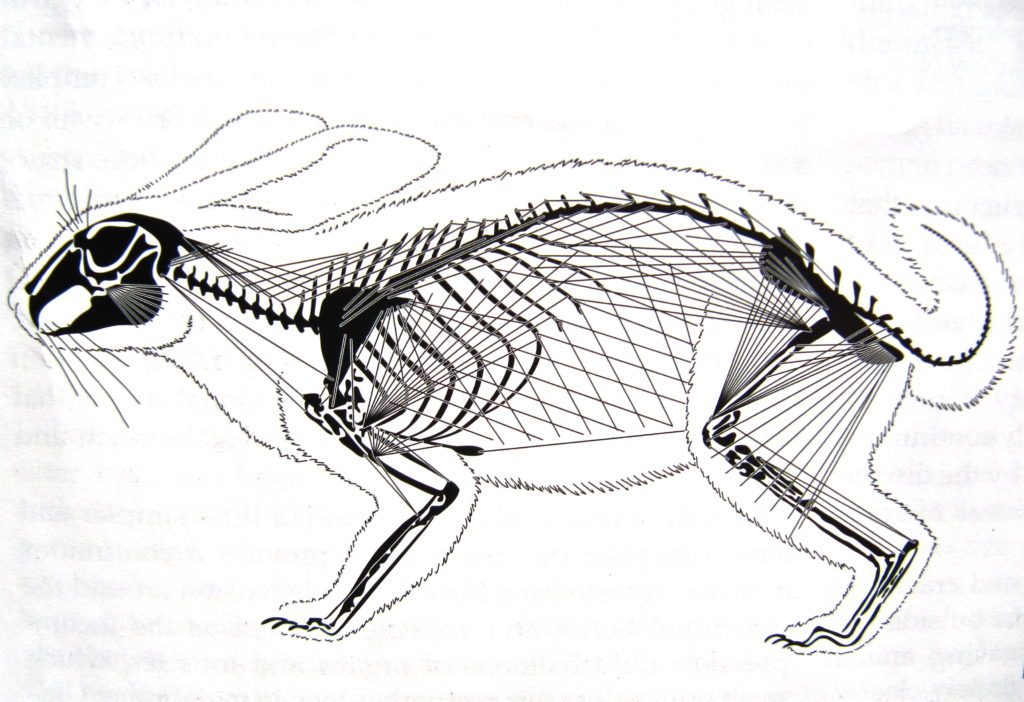 Estructura de tensegridad de un conejo